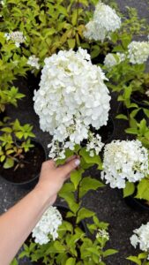 Hydrangea paniculata "Polar Bear"