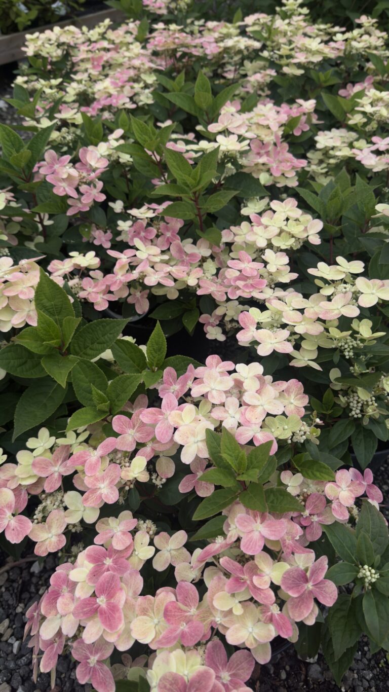 Hydrangea paniculata "Polestar"