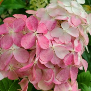 Hydrangea paniculata "Quick Fire Fab"