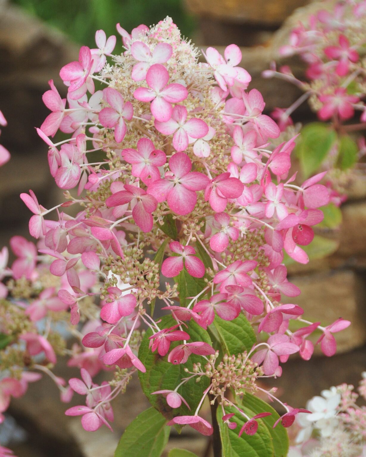 Hydrangea paniculata "Ruby"