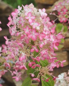 Hydrangea paniculata "Ruby"