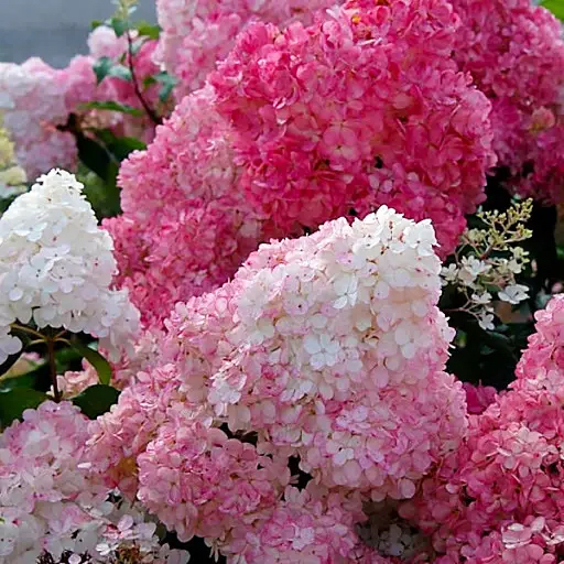 Hydrangea paniculata "Sundae Fraise"
