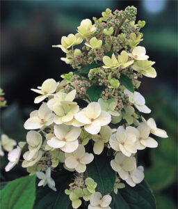 Hydrangea paniculata "Tardiva"