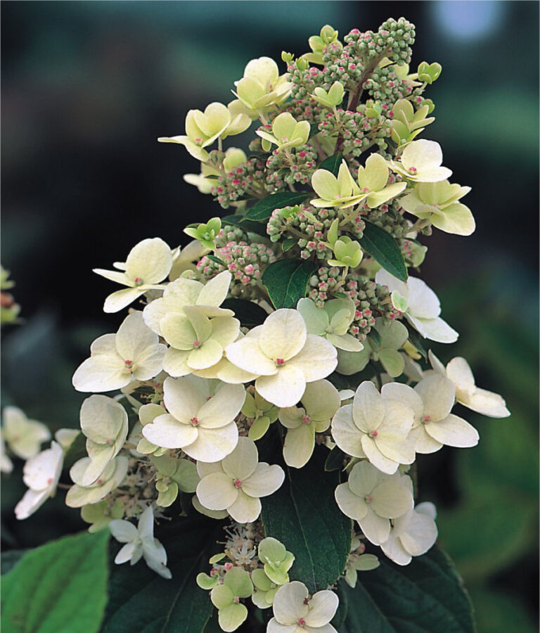 Hydrangea paniculata "Tardiva"