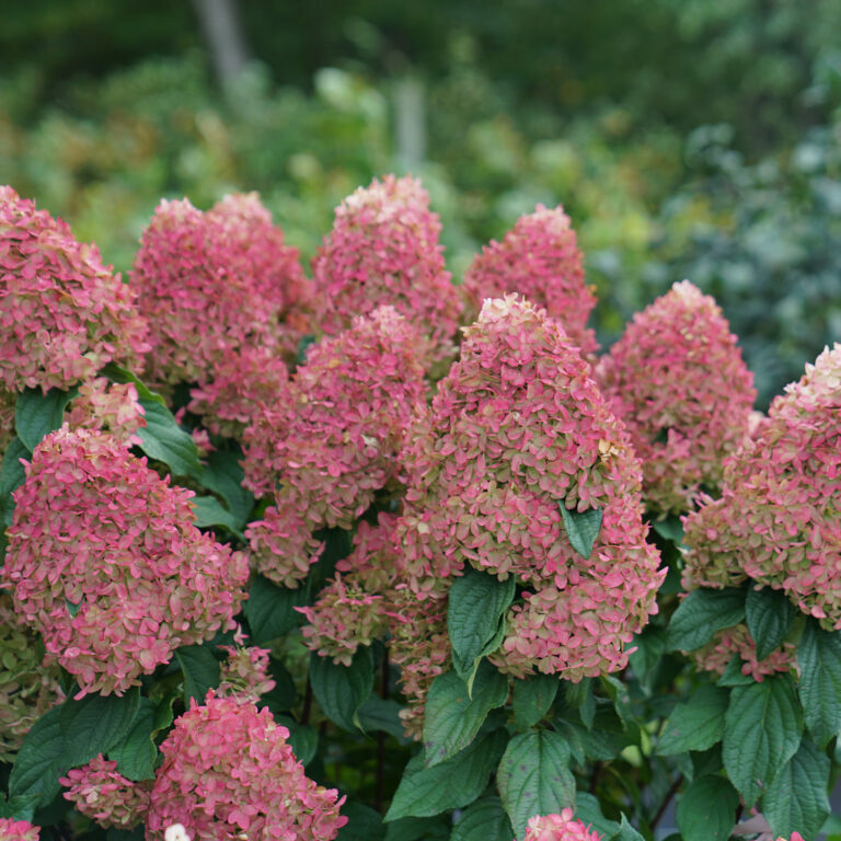 Hydrangea paniculata "Tiny Quick Fire"