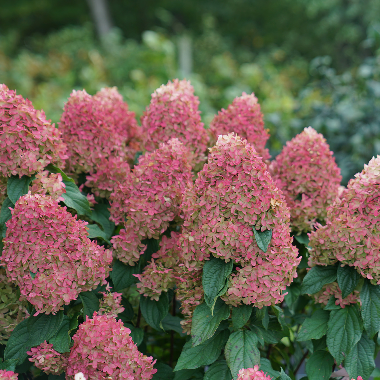 Hydrangea paniculata "Tiny Quick Fire"