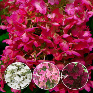 Hydrangea paniculata "Wim's Red"