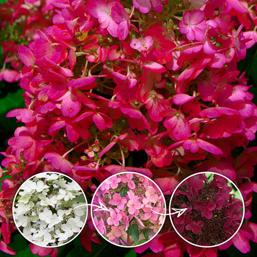 Hydrangea paniculata "Wim's Red"