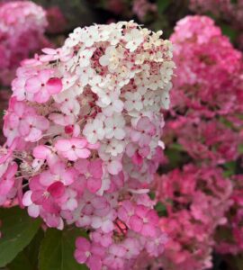 Hydrangea paniculata "Samarskaya Lydia" ("Framboisine", "Rensam")