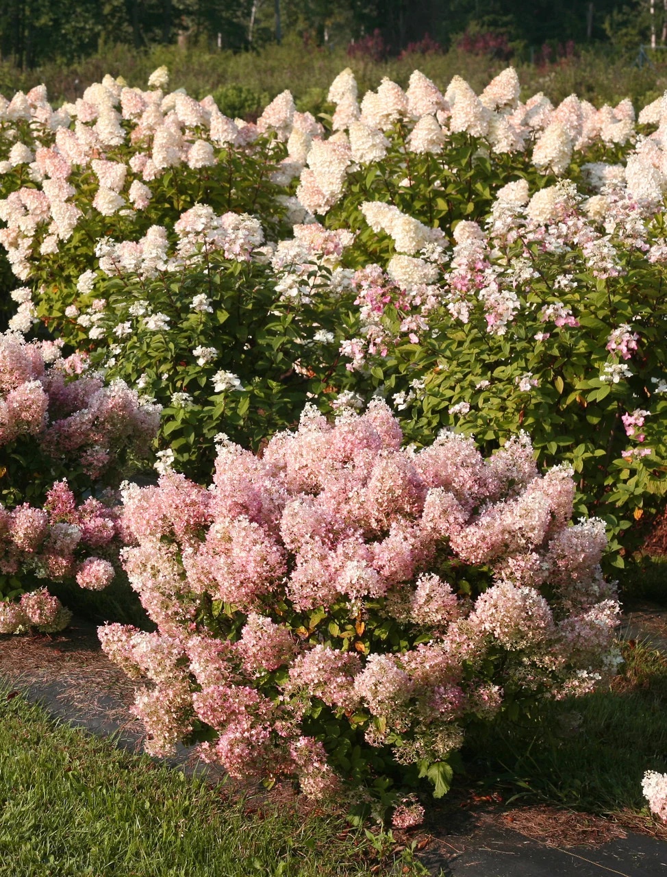 Hydrangea paniculata "Bobo"