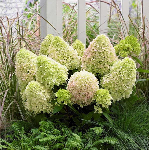 Hydrangea paniculata "Little Fraise"