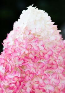 Hydrangea paniculata "Pink & Rose" 5L