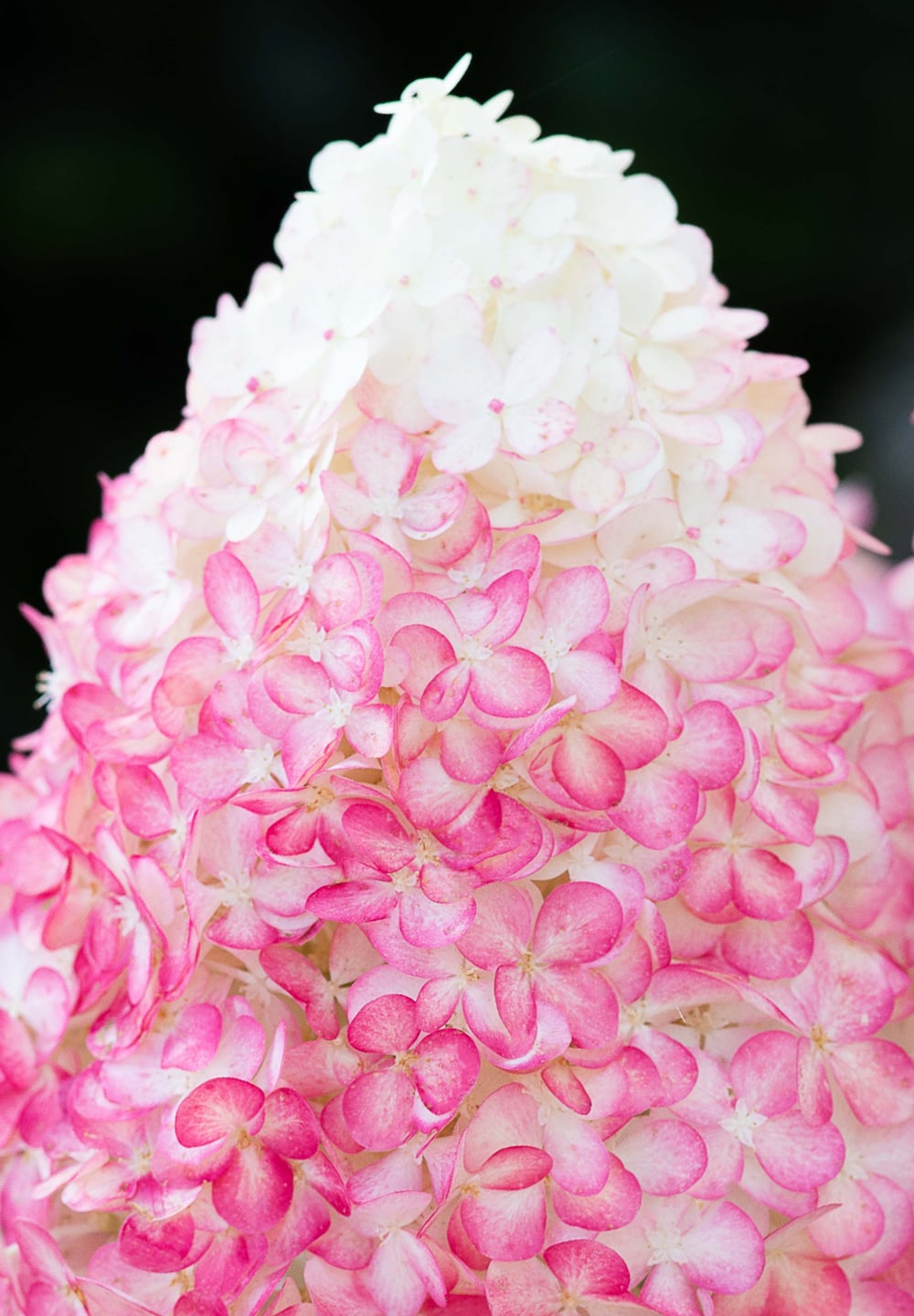 Гортензия метельчатая "Pink & Rose" 5 л