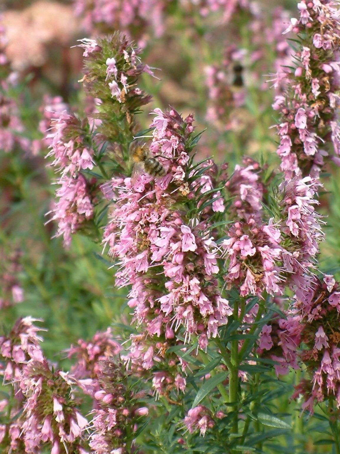Hyssopus officinalis "Roseus"