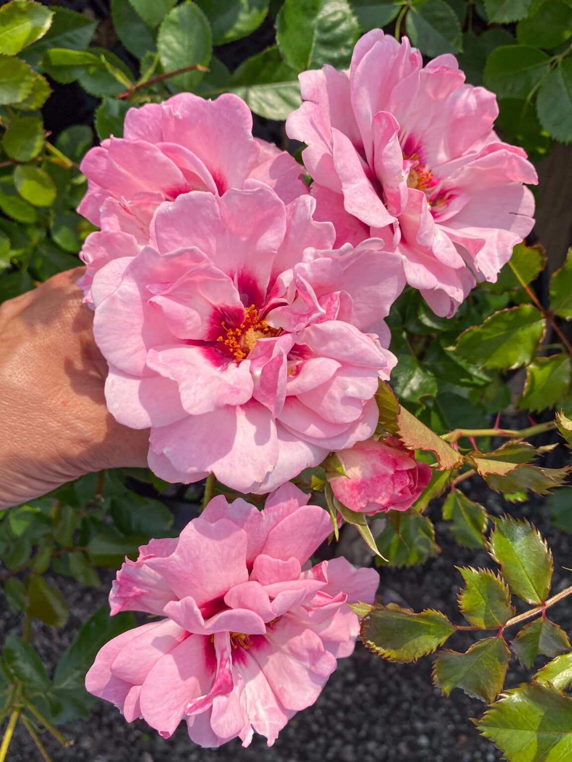 Rosa "AngelBright Eyes Chewdelight"