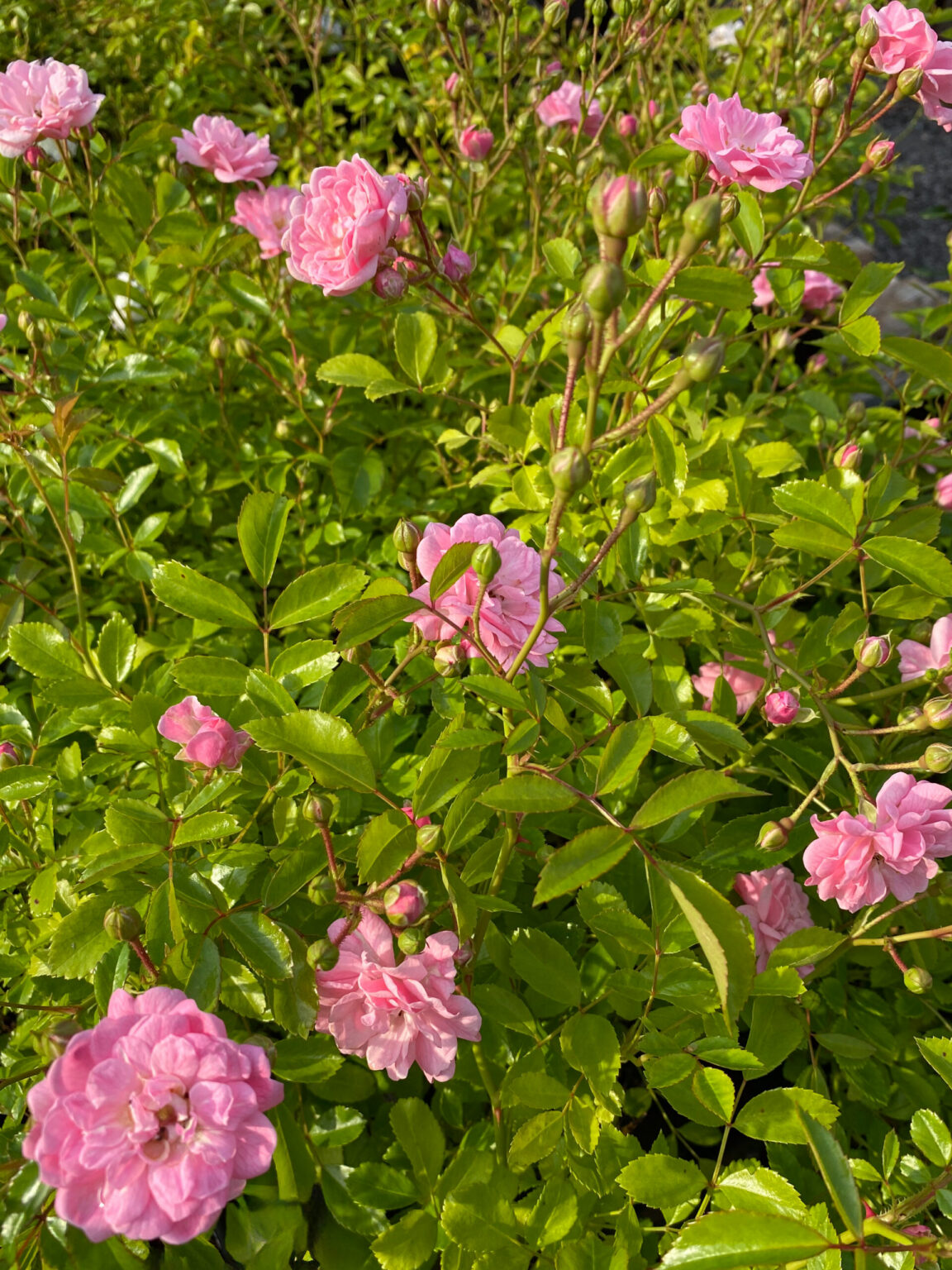 Rosa "The Fairy"