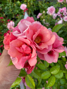 Rosa "Babylon Maestro Eyes"