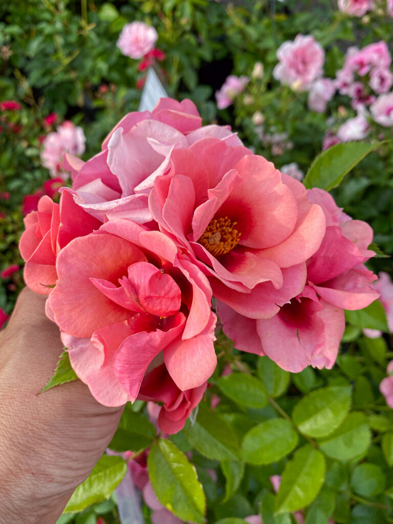 Rosa "Babylon Maestro Eyes"