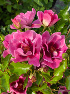 Rosa "Babylon Trendy Eyes"