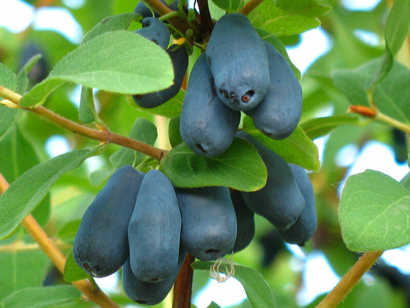 Lonicera caerulea "Tola"