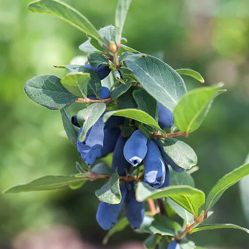 Жимолость голубая "Vostorg" (Lonicera caerulea "Vostorg")