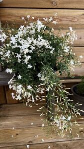 Жасмин многоцветковый (Jasminum polyanthum)