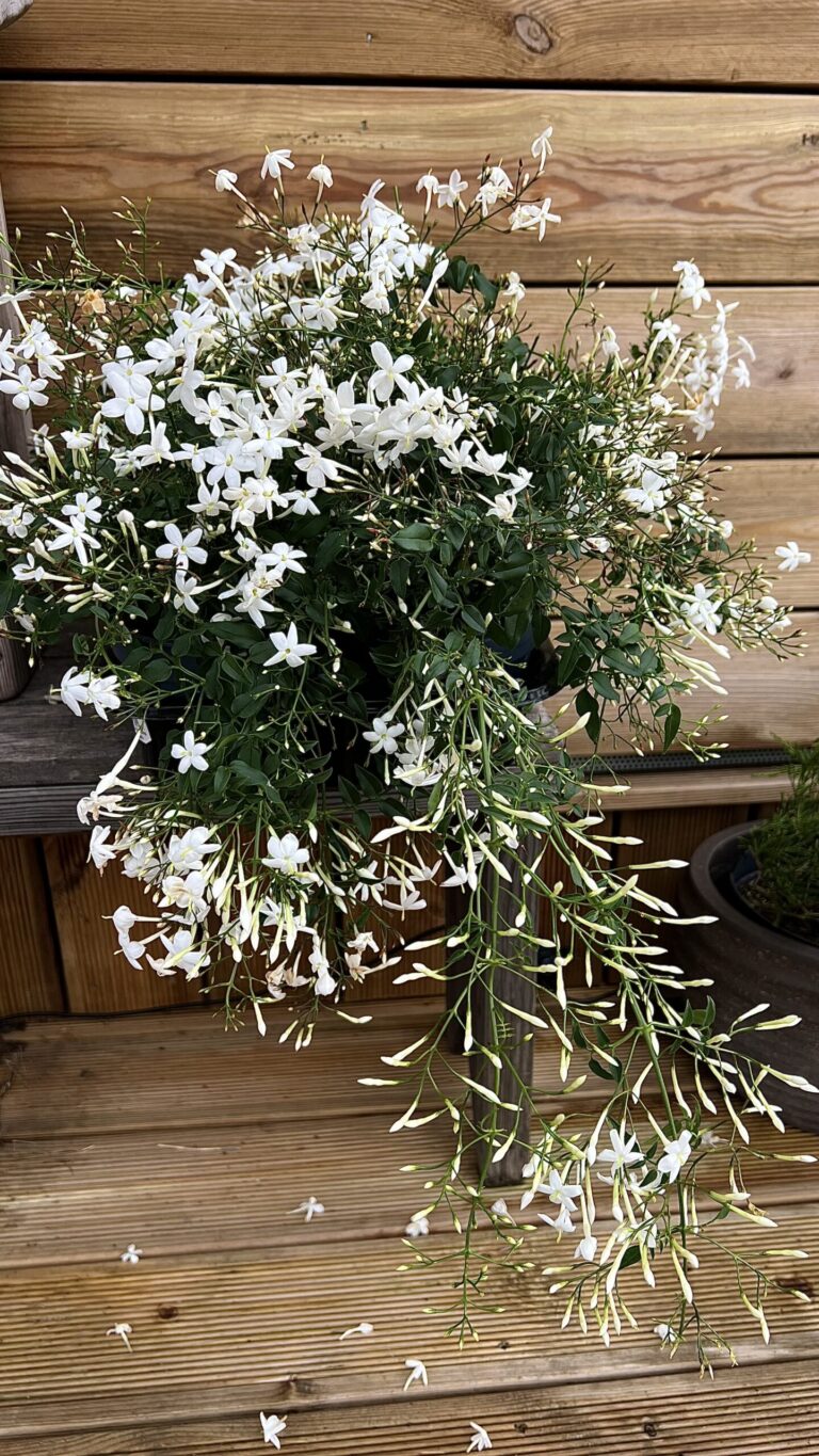 Jasminum polyanthum