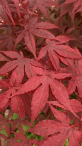 Acer palmatum "Atropurpureum"