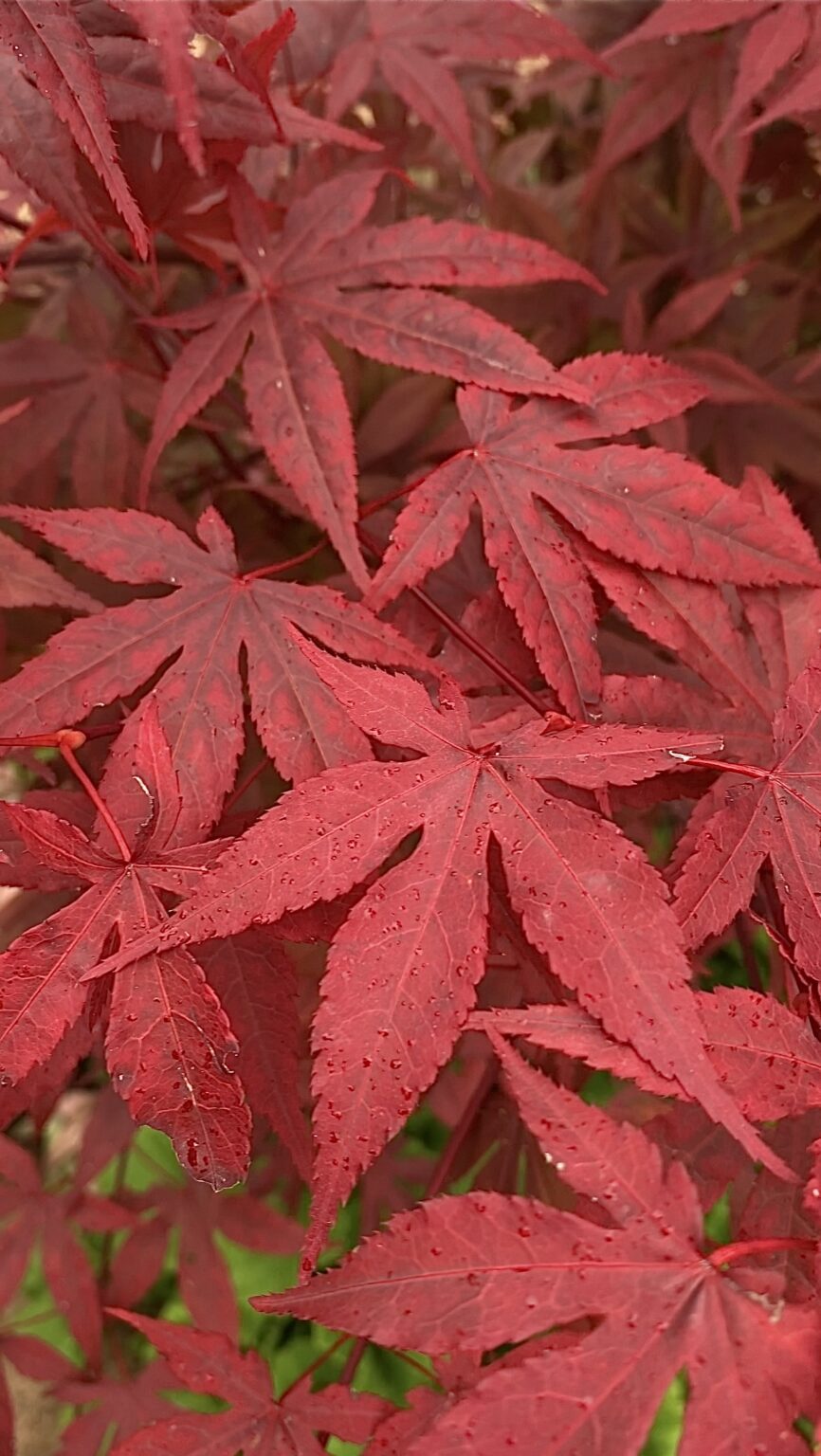 Клён веерный "Atropurpureum"