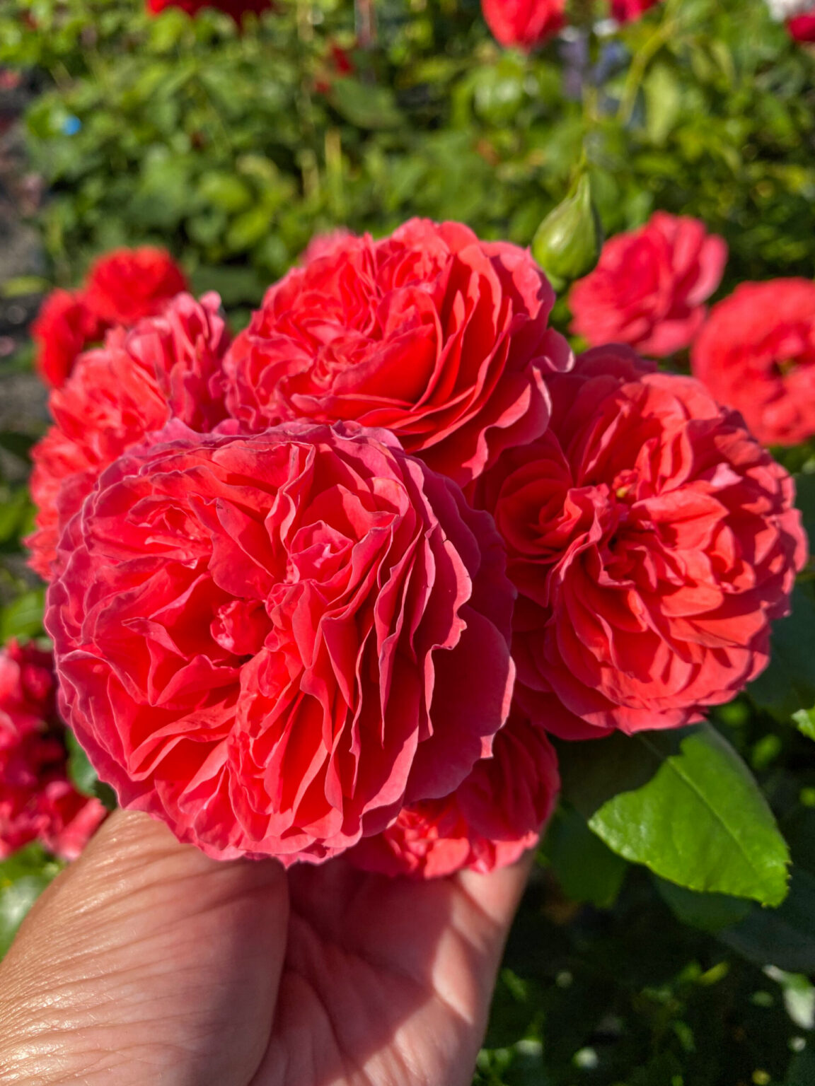 Rosa "Cherry Girl"