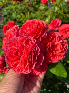 Rosa "Cherry Girl"