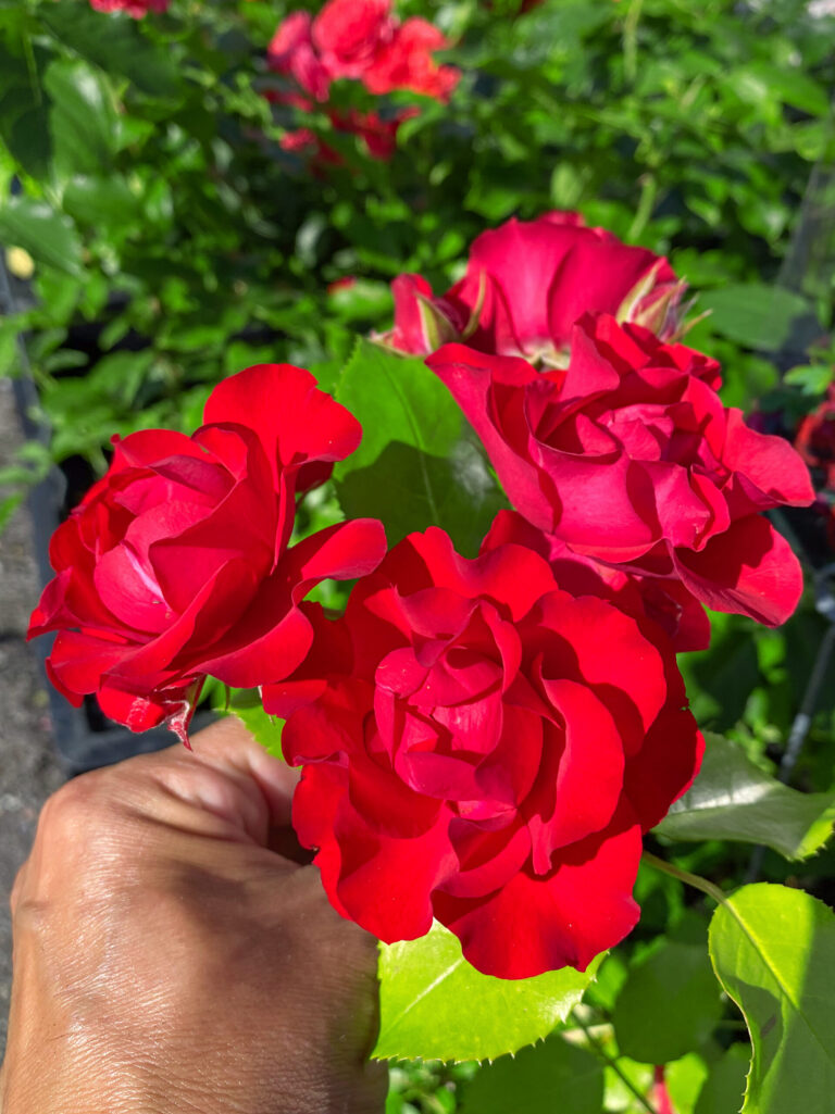 Rosa "Black Forest Rose"