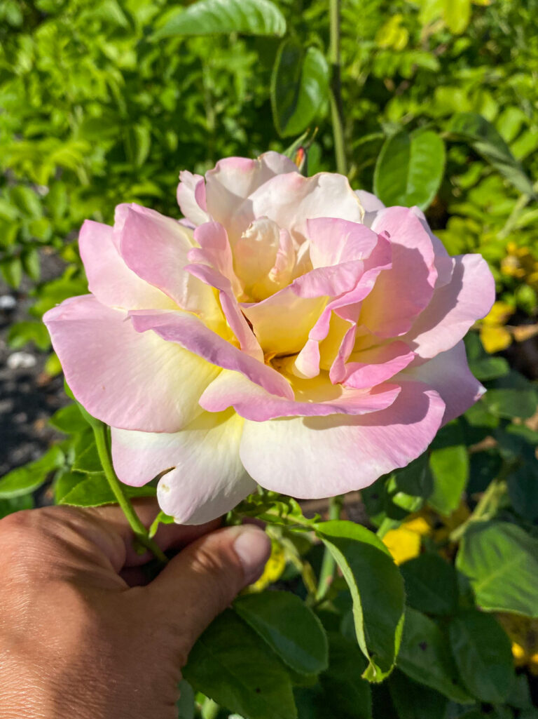 Роза "Peace"