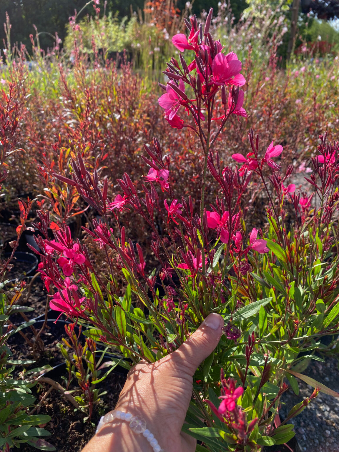 Gaura lindheimeri "Crimson Butterflies"