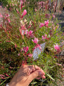 Gaura lindheimeri "Short Form"