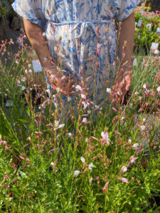Gaura lindheimeri "Summer Breeze"
