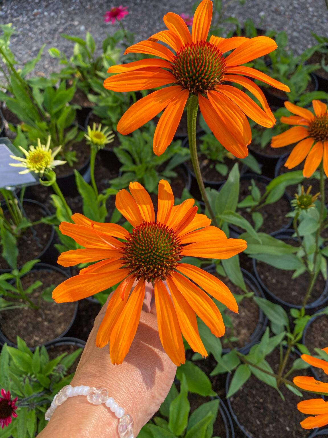 Echinacea "Tiki Torch"