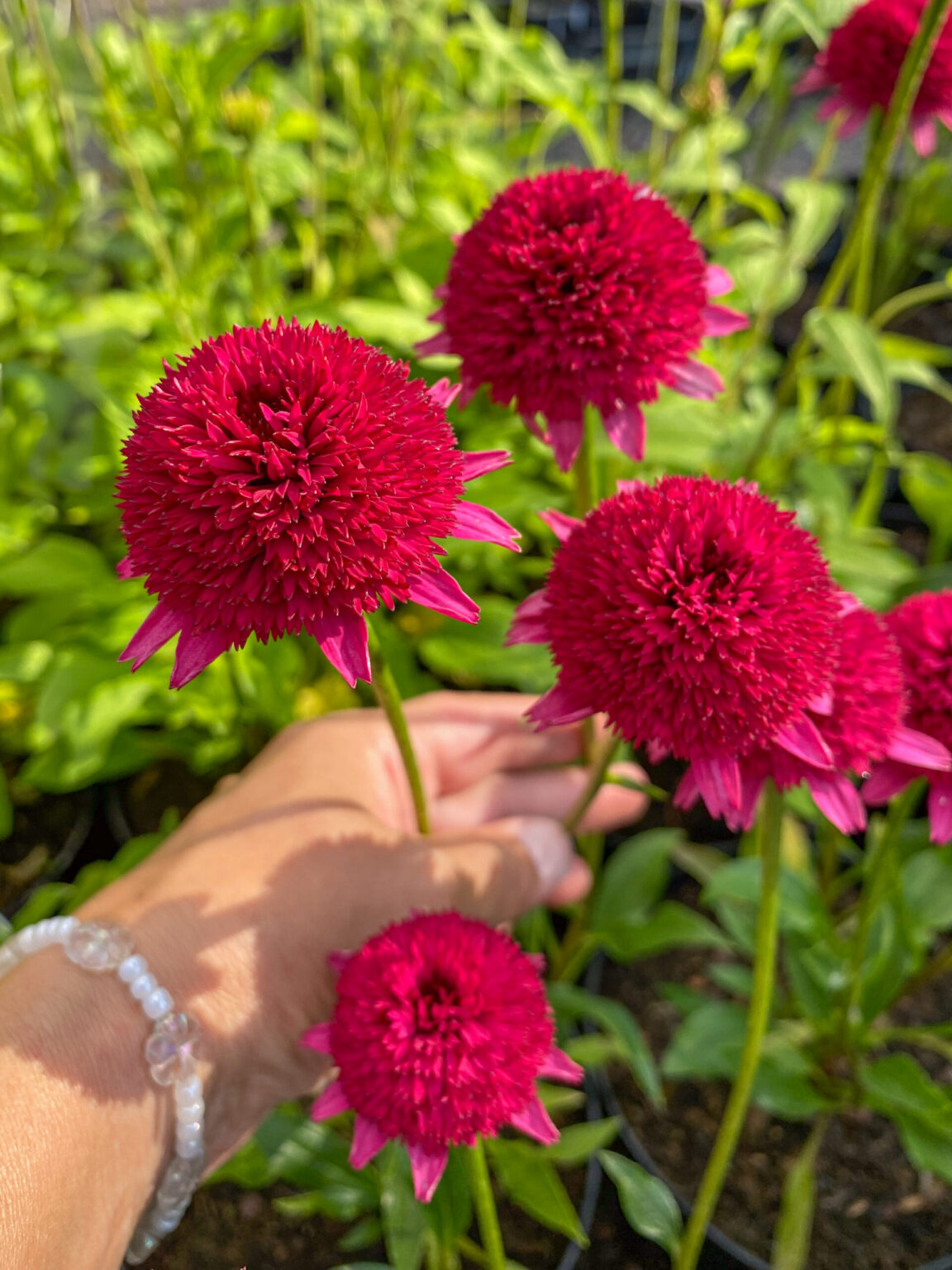 Echinacea "Sweet Sixteen"
