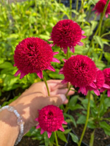 Echinacea "Sweet Sixteen"