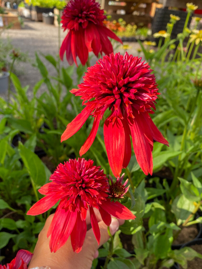 Echinacea "Eccentric"
