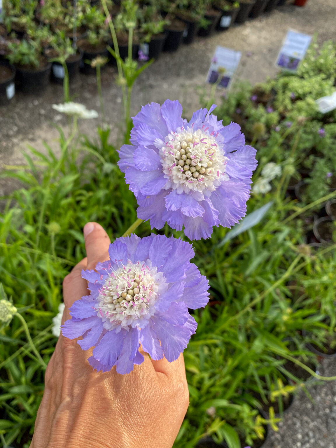 Scabiosa caucasica "Perfecta"