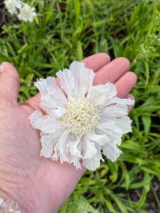 Scabiosa caucasica "Perfecta Alba"