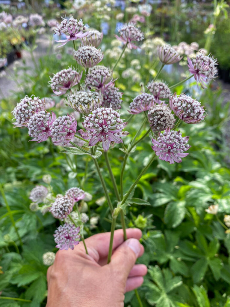 Astrantia major