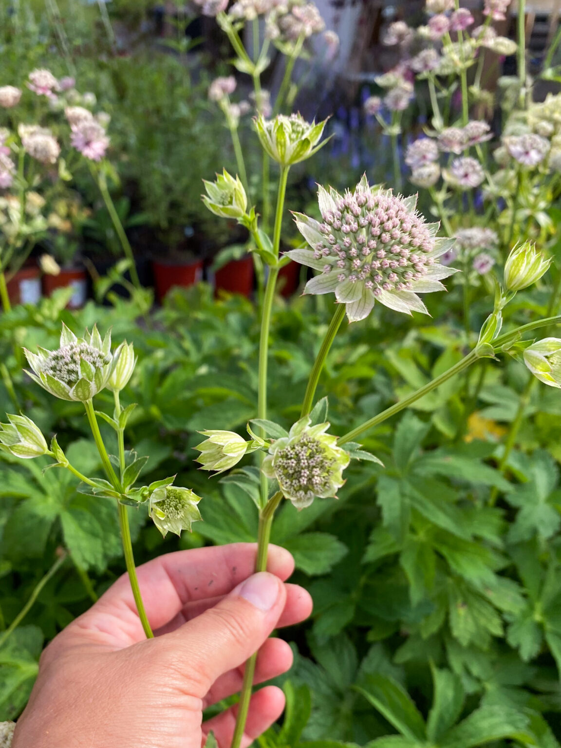 Astrantia major gracilis