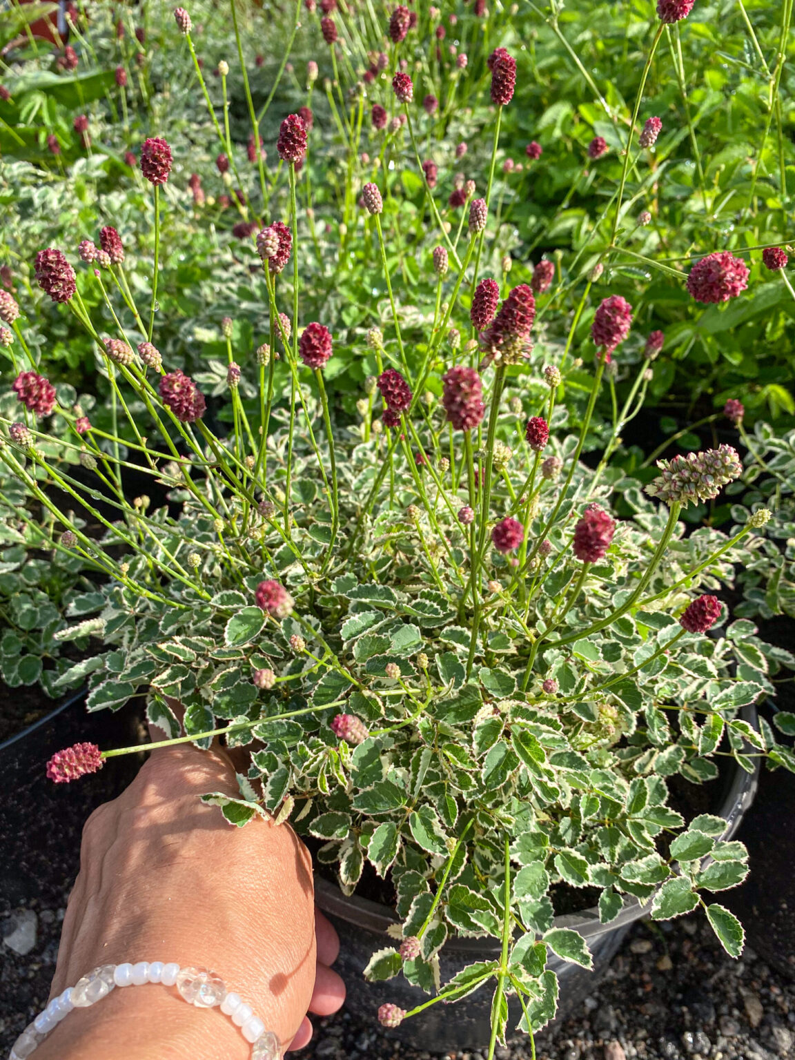 Sanguisorba "Little Angel"