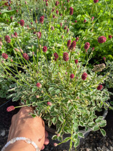 Sanguisorba "Little Angel"