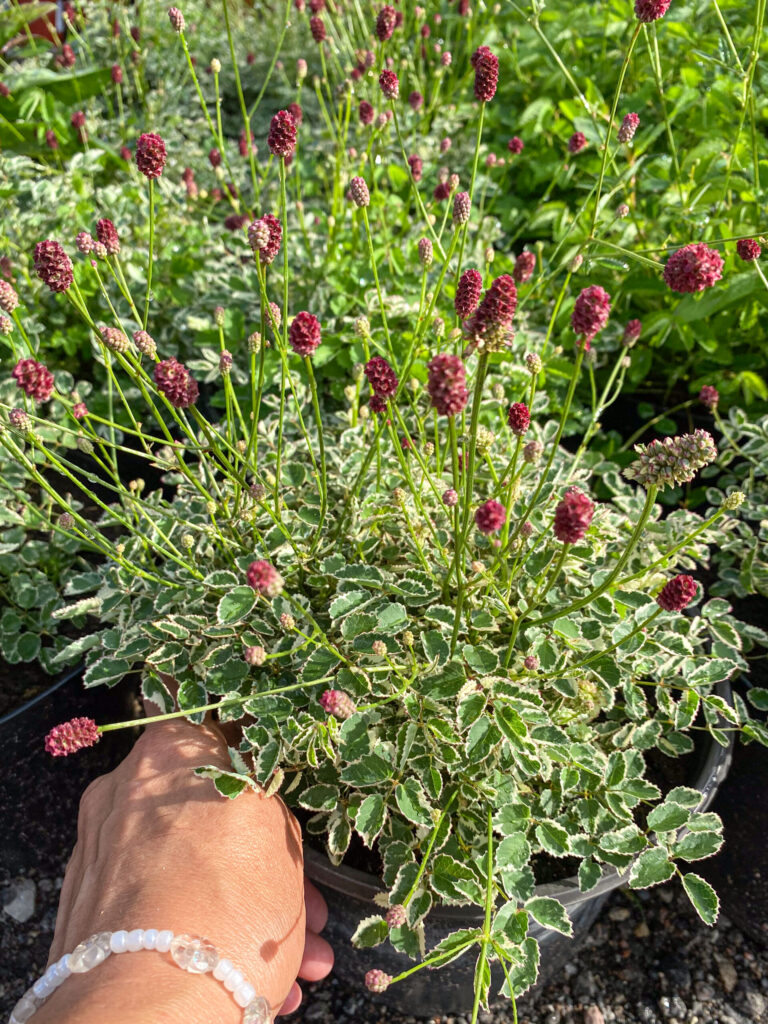 Sanguisorba "Little Angel"