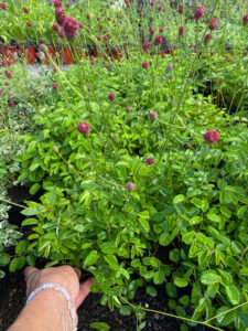 Sanguisorba officinalis "Tanna"