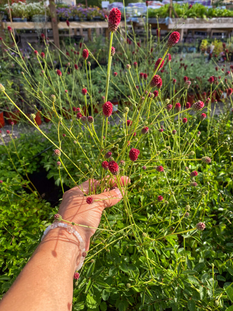 Sanguisorba "Beetlewings"
