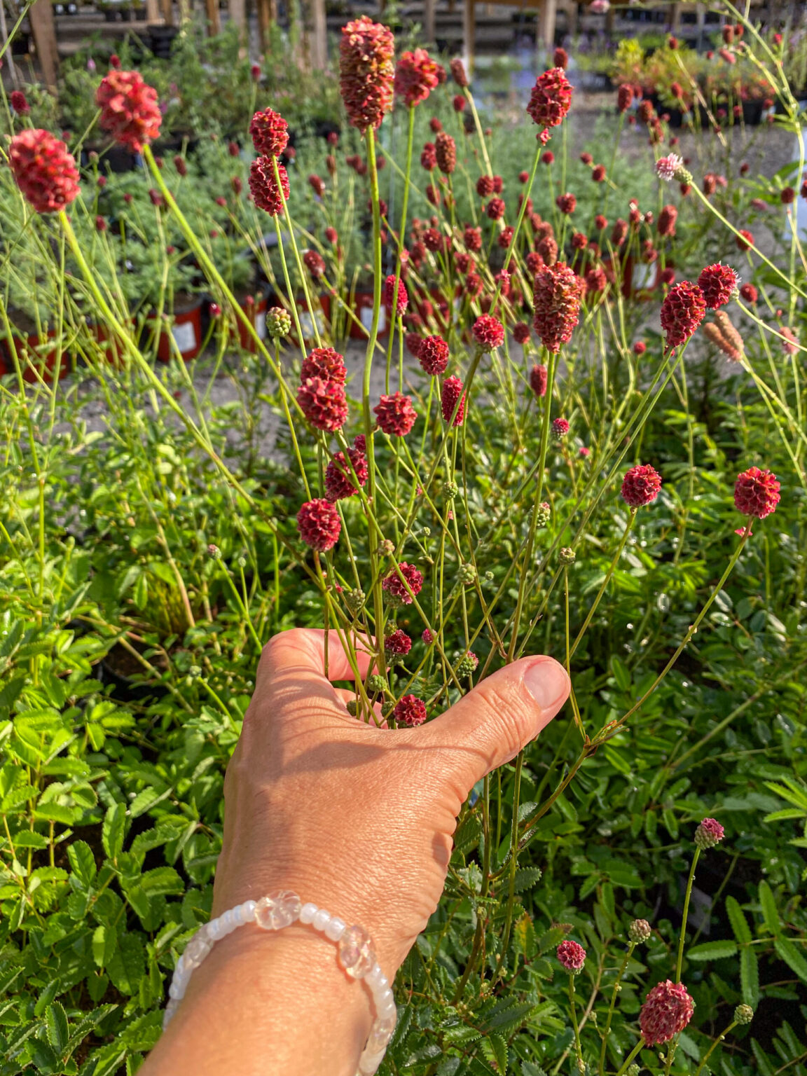 Sanguisorba "Proud Mary"